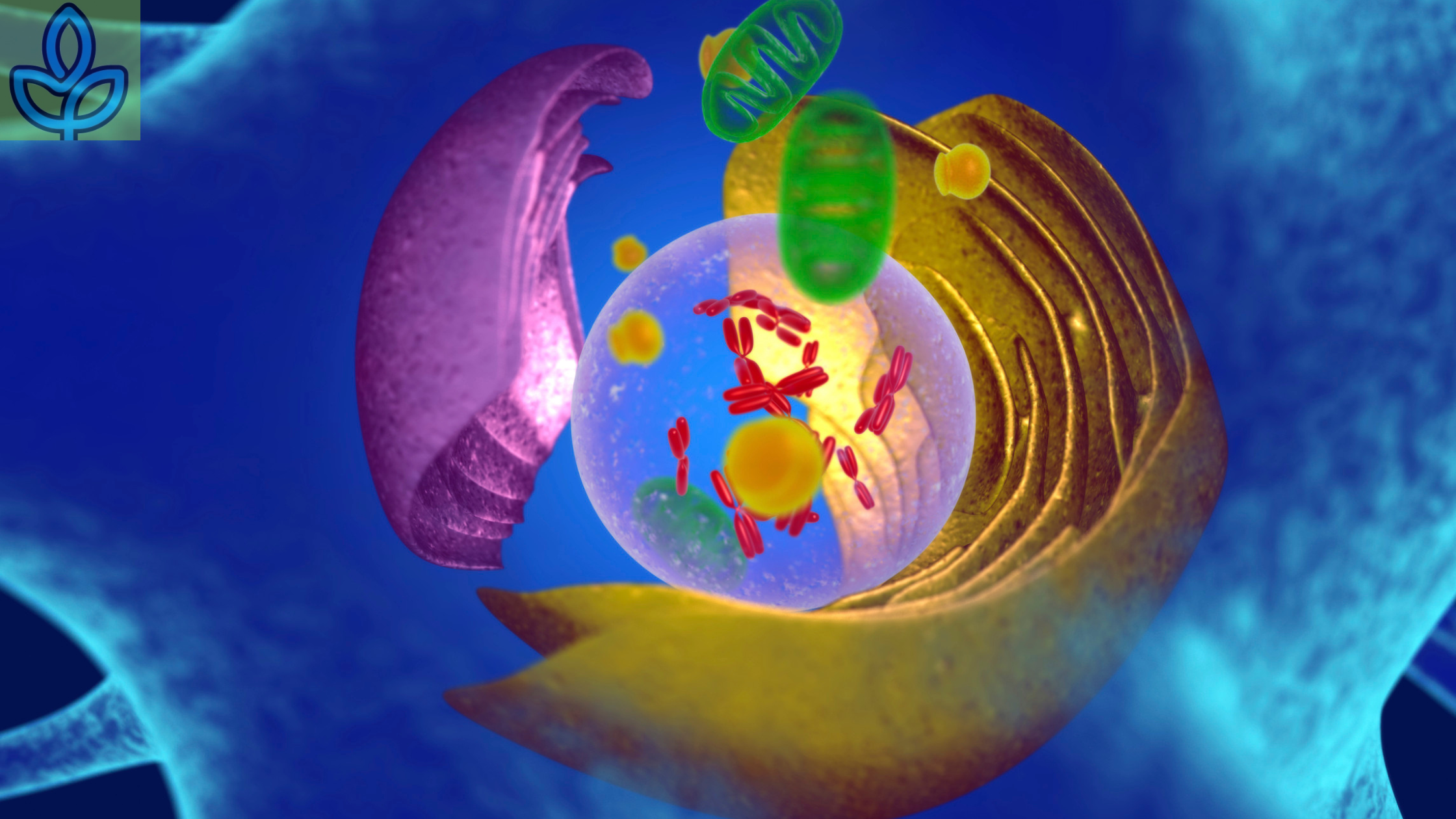 Cellular Health