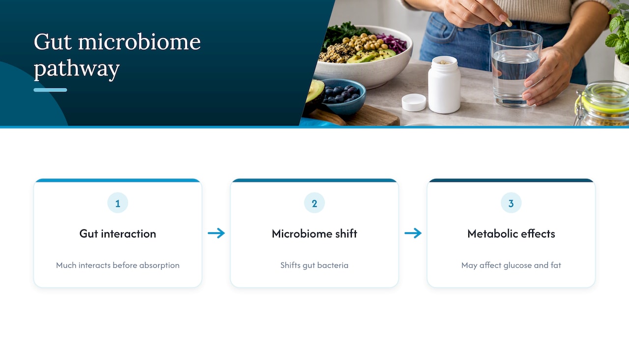 How Berberine Affects Gut Health and the Microbiome — overview diagram